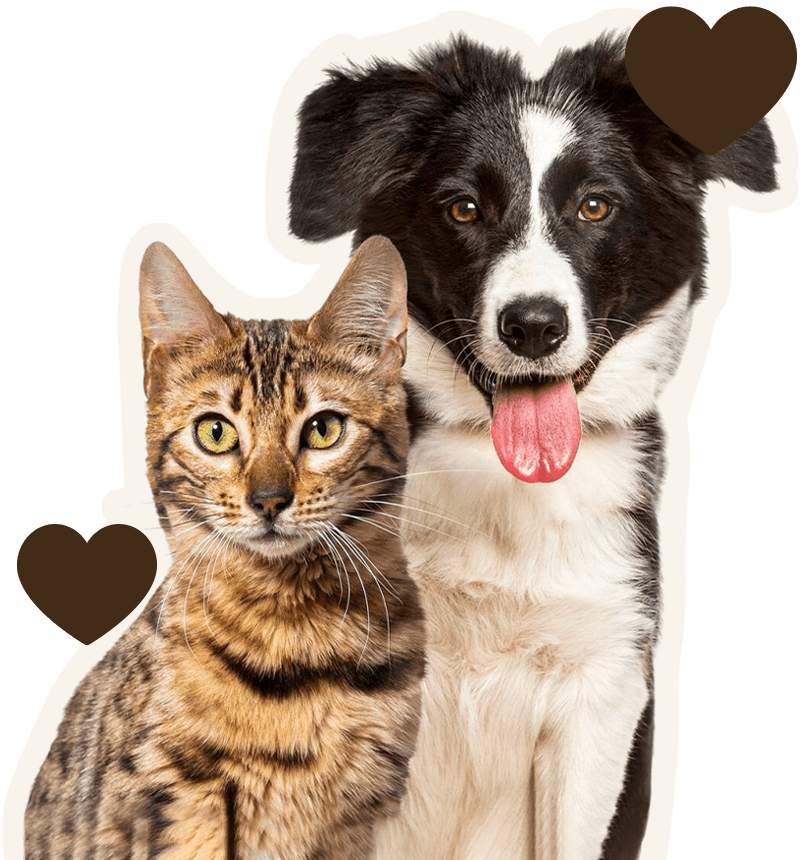 Gato bengalí marrón y perro Border Collie juntos