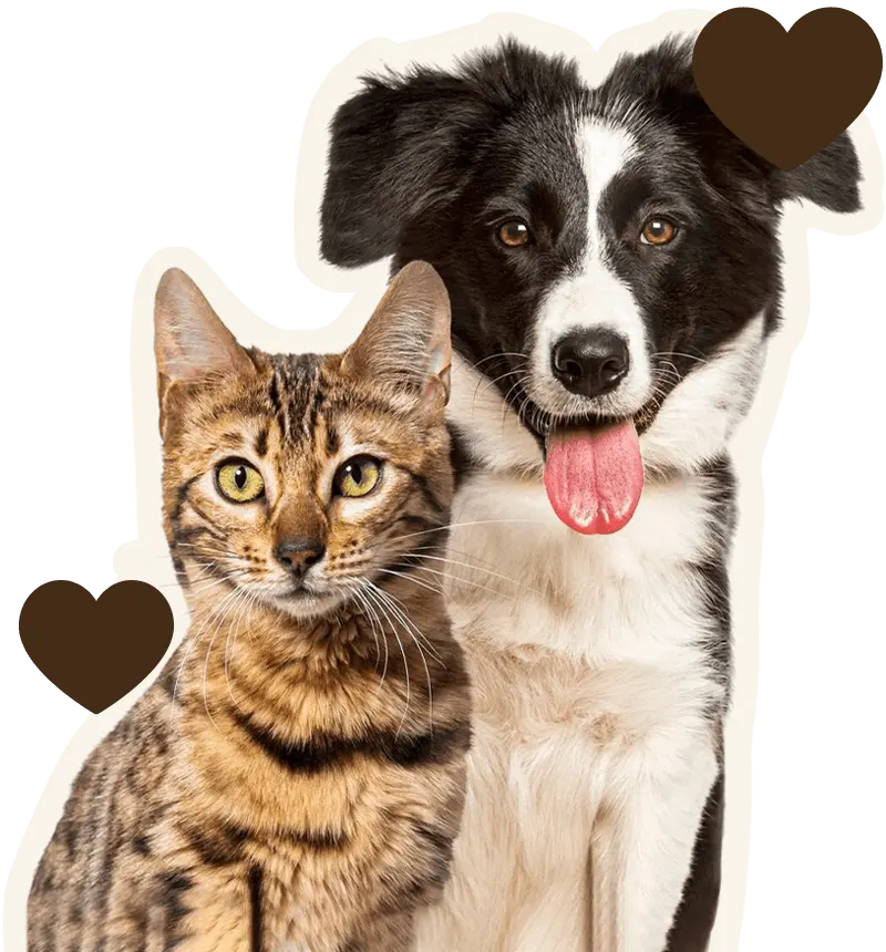 brown bengal cat and a border collie dog together